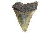 Fossil Megalodon Tooth - South Carolina #325238-1